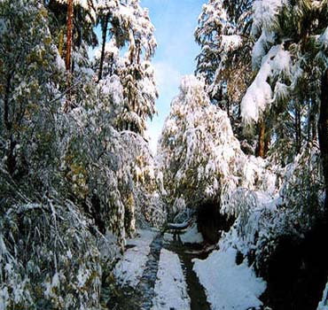 Binsar Auli Tour Package